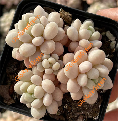 Echeveria Caviar (7cm Plant Size cluster)