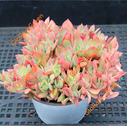 Echeveria Luella (12cm Plant Size )