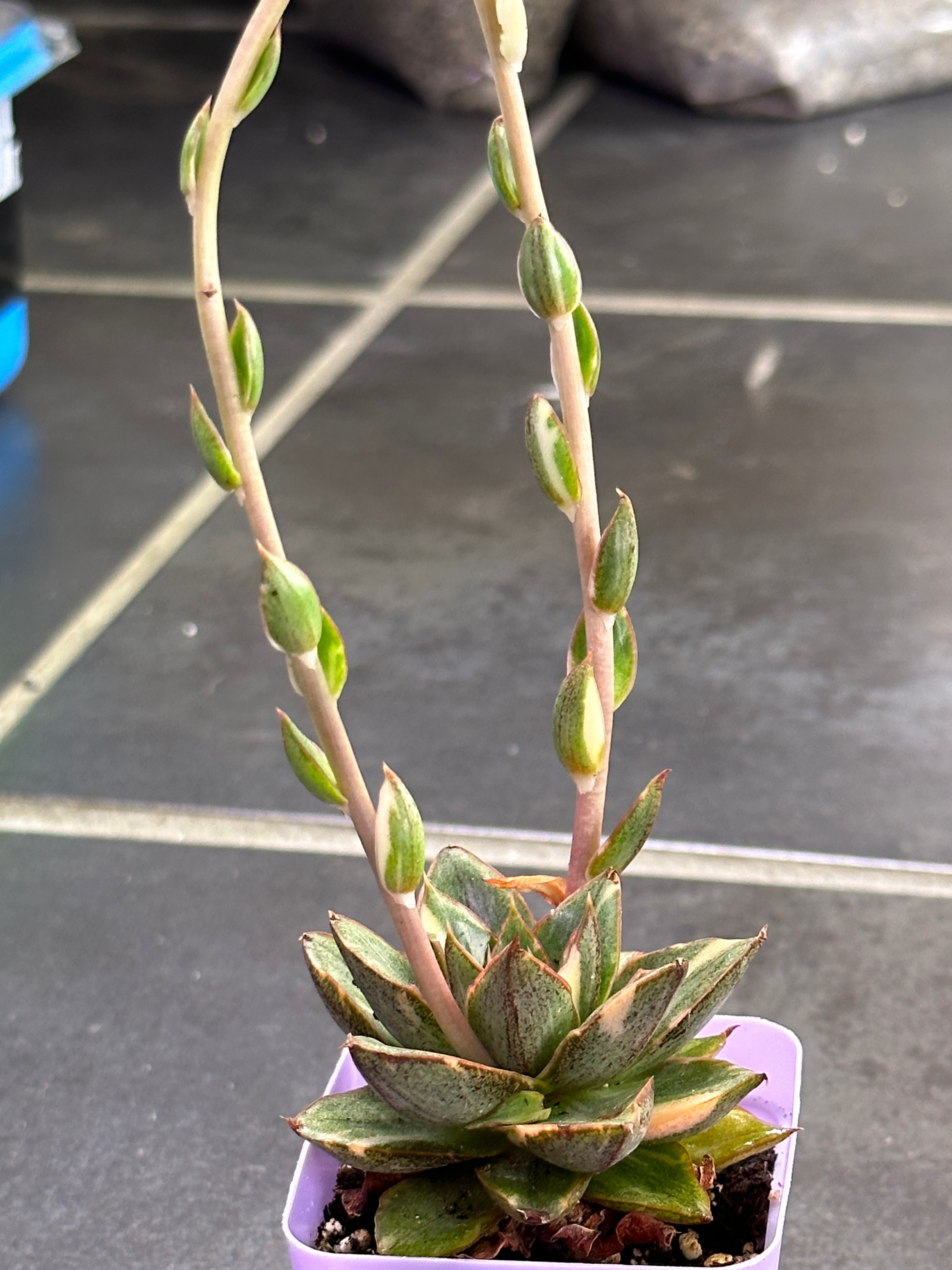 Echeveria monocerotis var (6cm Plant Size 1 head)