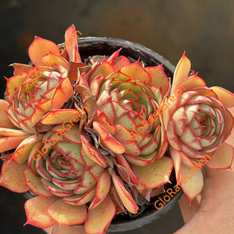 Love fire (8cm Plant Size cluster)