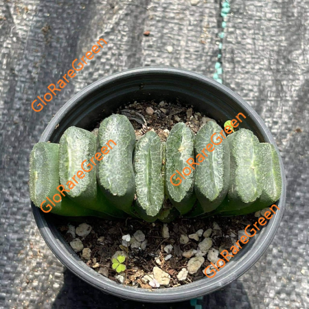 Haworthia Truncata (6.5cm Plant Size)