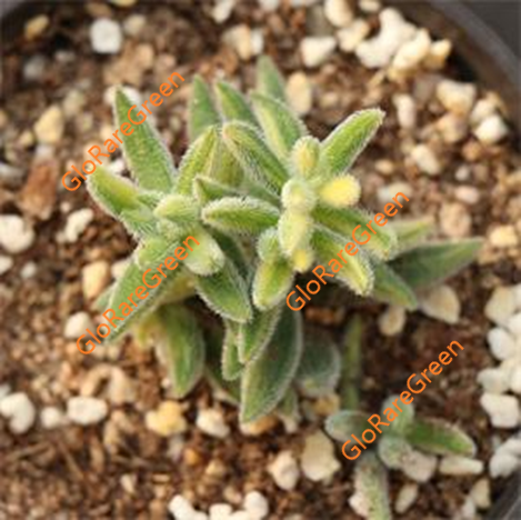 Mesembrianthoides var (4-5cm Plant Size cluster)