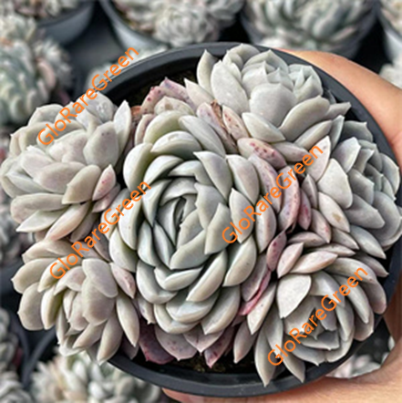 Mexico snowball (8cm Plant Size cluster)