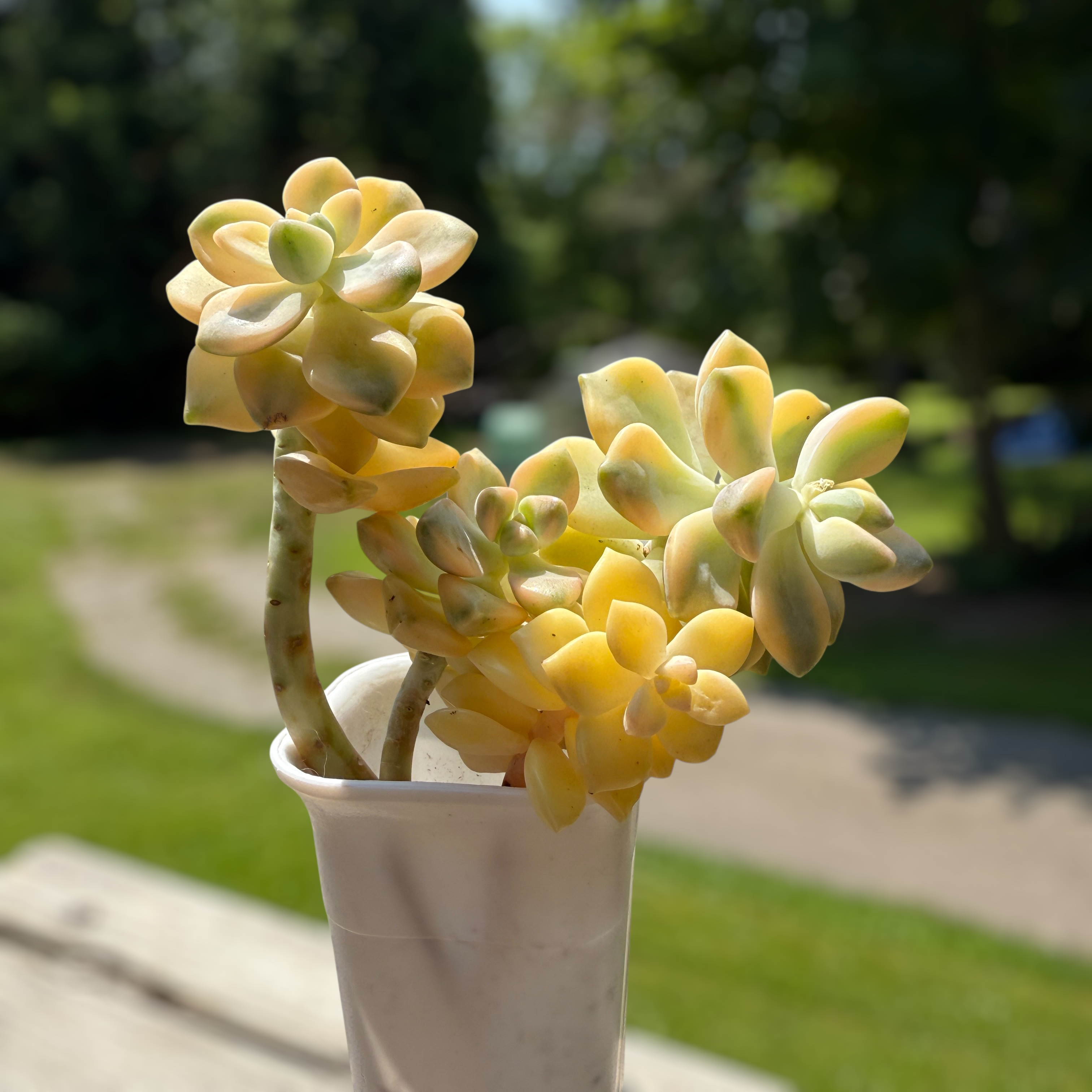Graptopetalum apricot var (10cm Plant Size cluster)