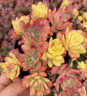 Mini Bell var. (10cm Plant Size cluster)