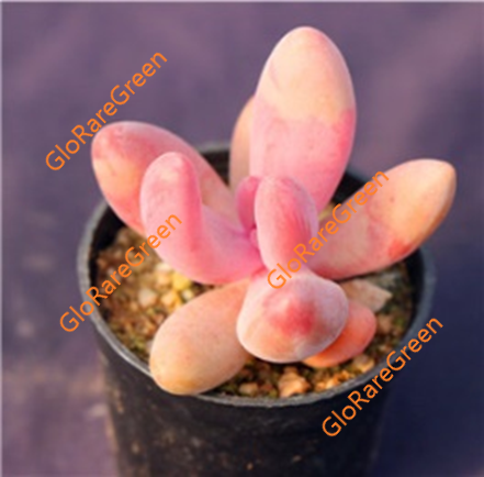 Red finger (5-6cm Plant Size 1 head)