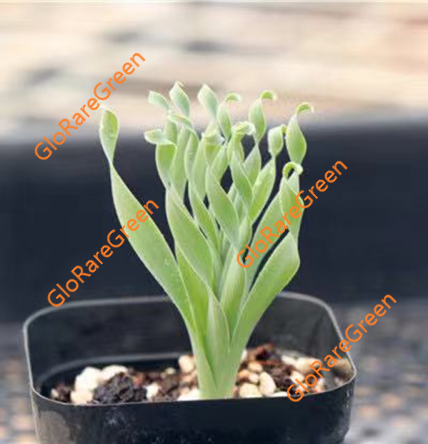 Spring Glass (3 cm Plant Size 1 head)