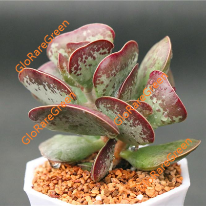 Adromischus TriflorusCalico Hearts (5.5cm Plant Size 1 head)