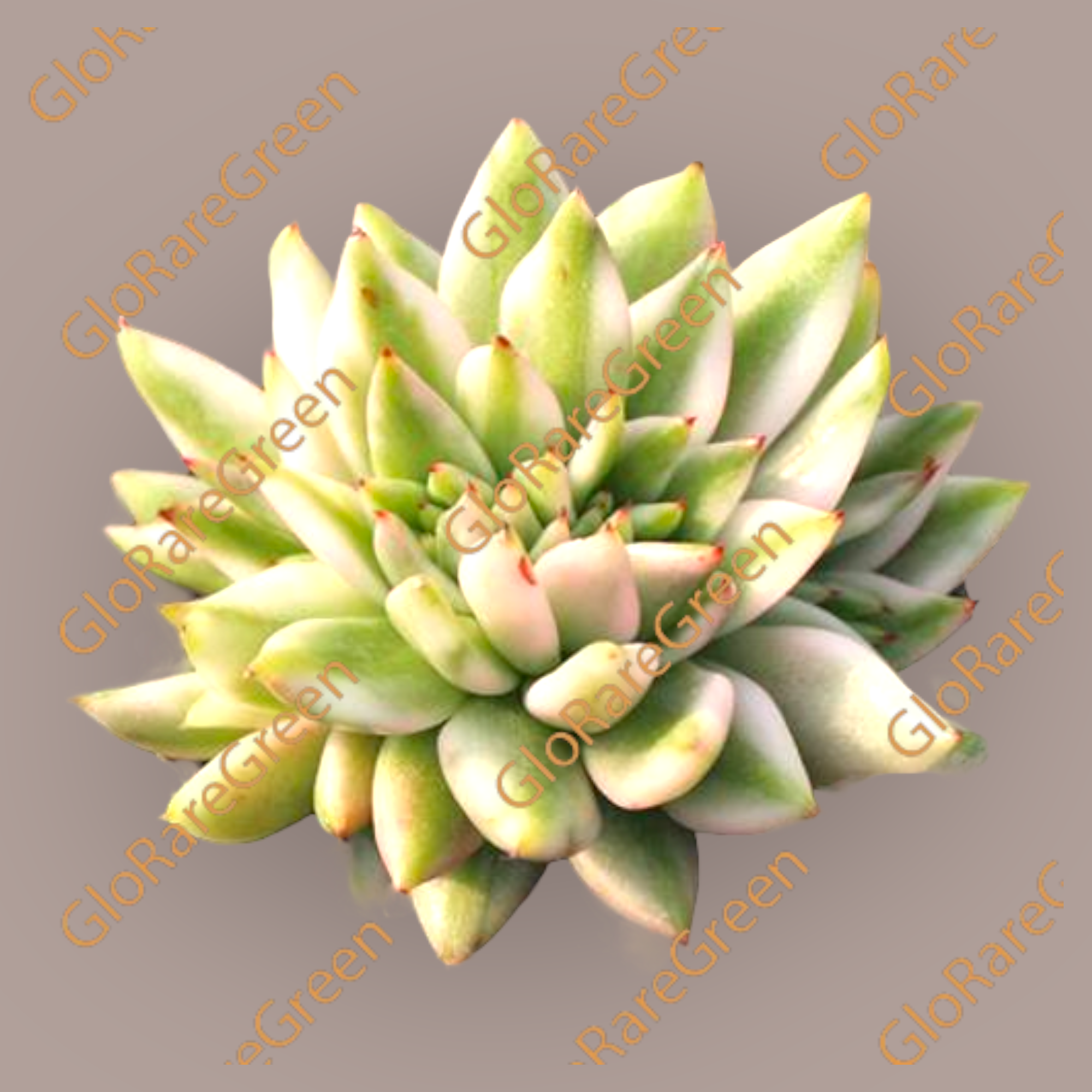 Ike Soul cristata var (8cm Plant Size cristata)