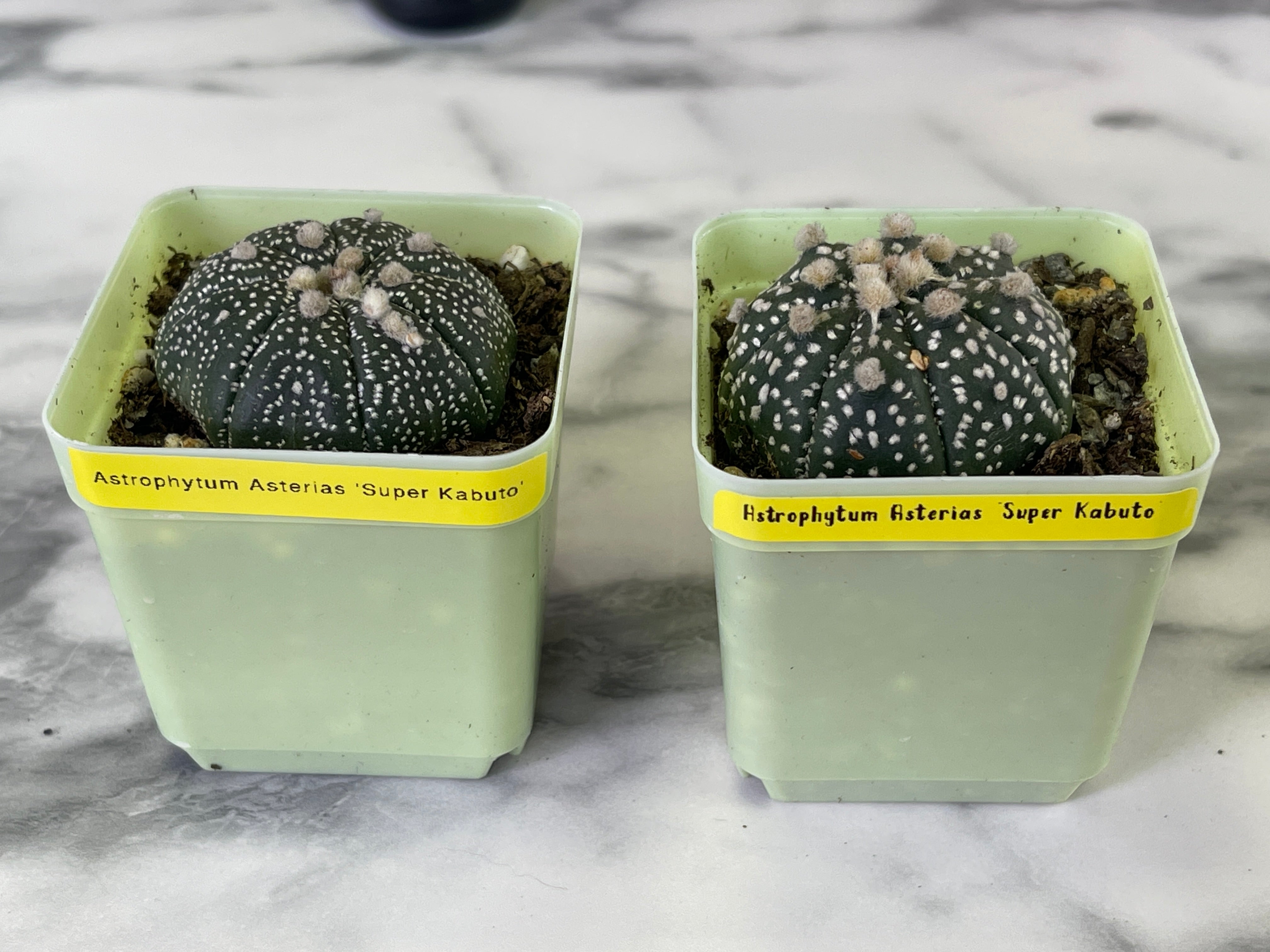 Astrophytum Asterias 'Super Kabuto' (One plant 4cm plant size rooted)
