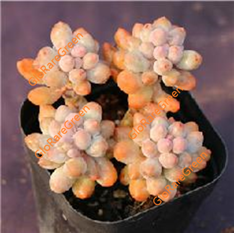Baby finger (5cm Plant Size cluster)