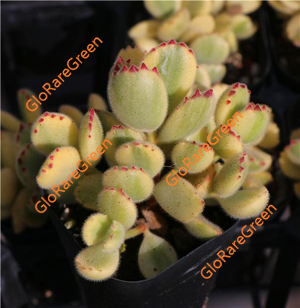 Cotyledon ladismithiensis f.variegata (6cm Plant Size cluster)