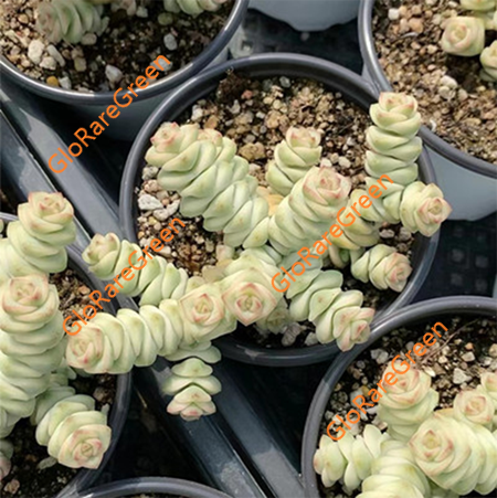 Crassula perforata ssp. kougaensis mini variegated (6cm Plant cluster)
