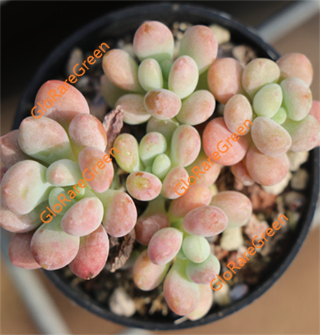 Echeveria Daphnie (5.5cm Plant Size cluster)