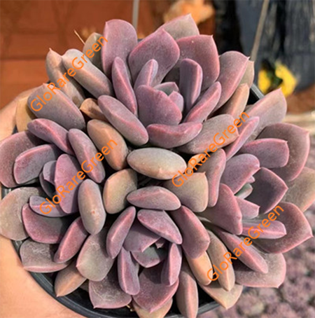 Echeveria Debbie (8CM Plant Size )