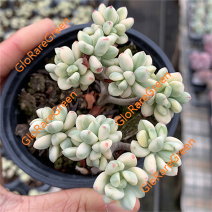 Jelly beans mickey (4-5cm Plant Size cluster)