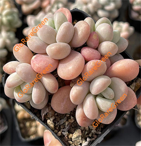 Echeveria Iuo-immortal (7cm Plant Size cluster)