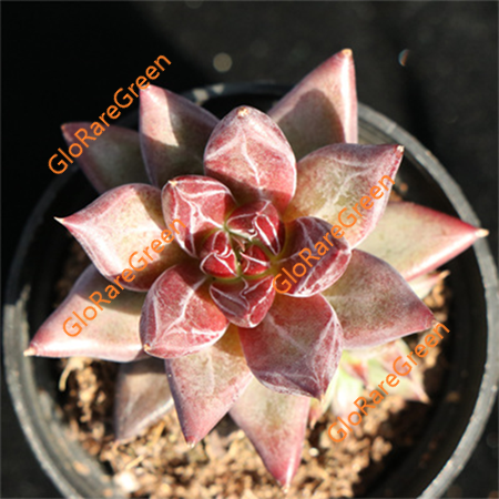 Echeveria Psyche (5-6cm Plant Size 1 head)