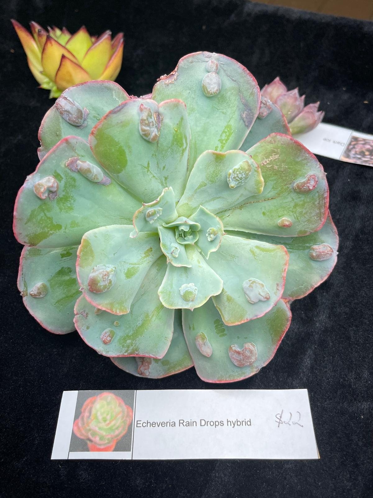 Echeveria Rain Drops Hybrid XL (12cm plant size 1 head)