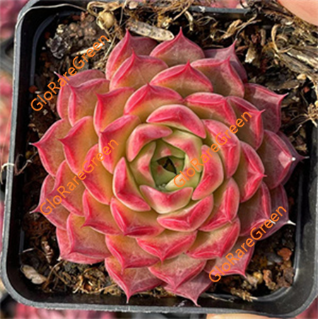 Echeveria Red seashell (5cm Plant Size 1 head)