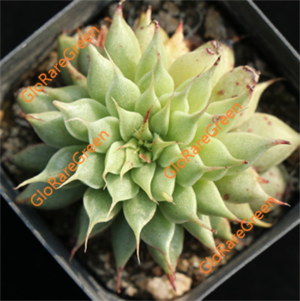 Silver star (5-6cm Plant Size 1 head)
