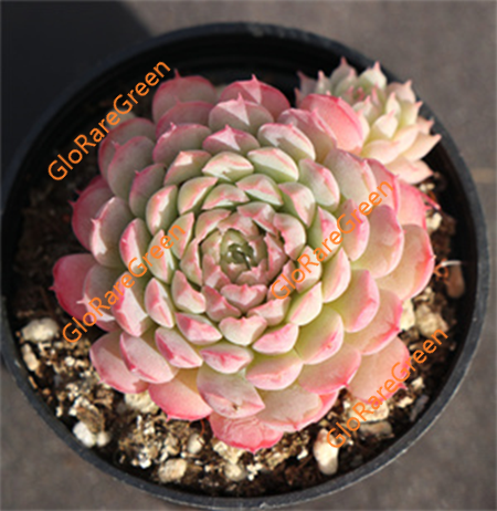 Echeveria Vincent Catto (5cm Plant Size 1 head)