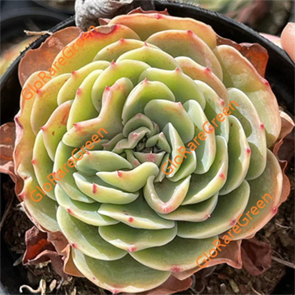 Esmeranda crested (7cm Plant Size 1 head)