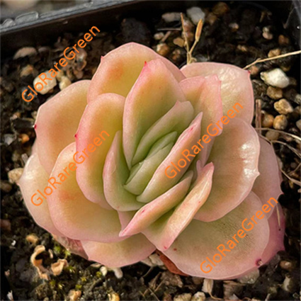 Ice rose variegated (5cm Plant Size 1 head)
