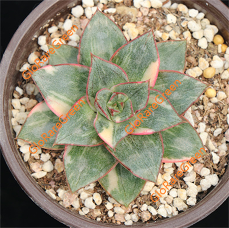 Echeveria monocerotis var (6cm Plant Size 1 head)