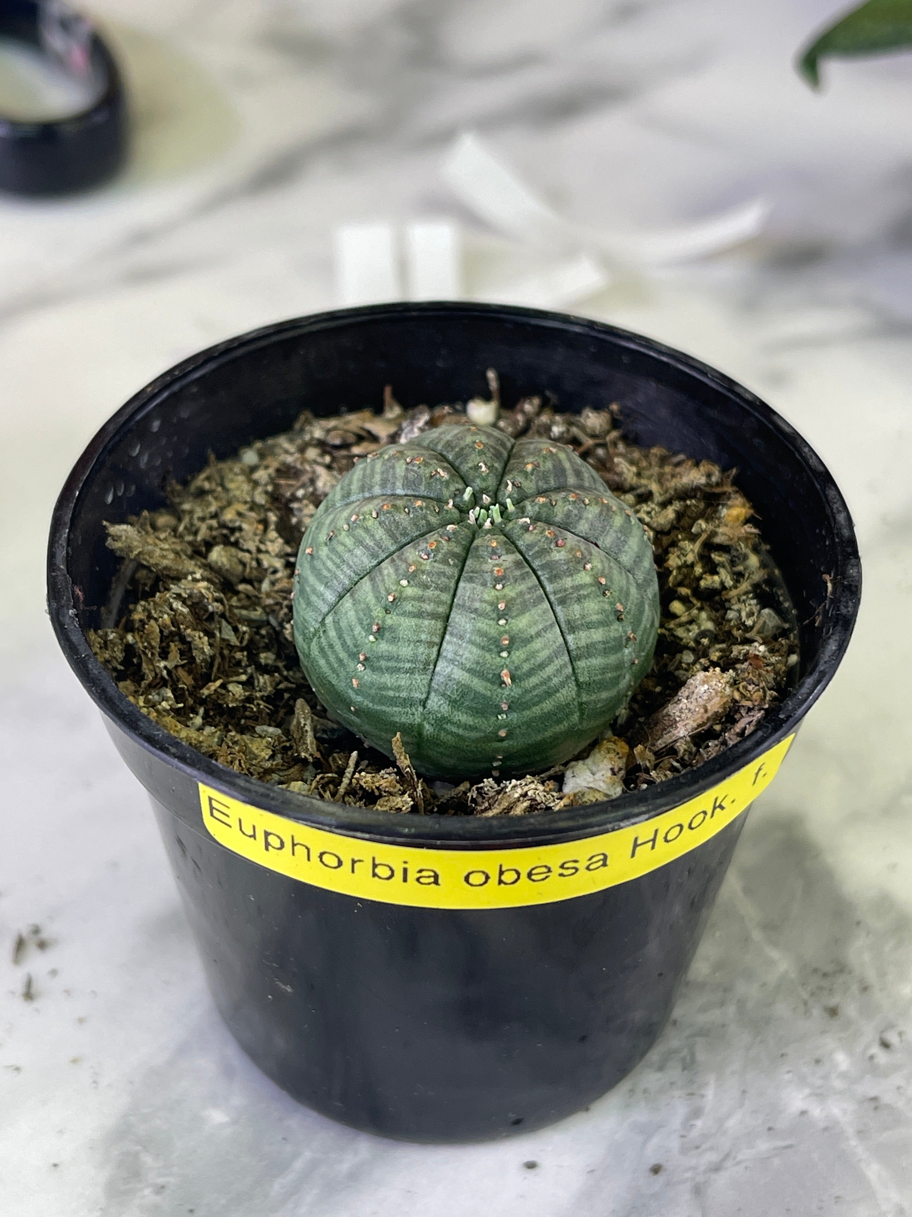 Euphorbia obesa Hook f. (3cm plant size rooted)