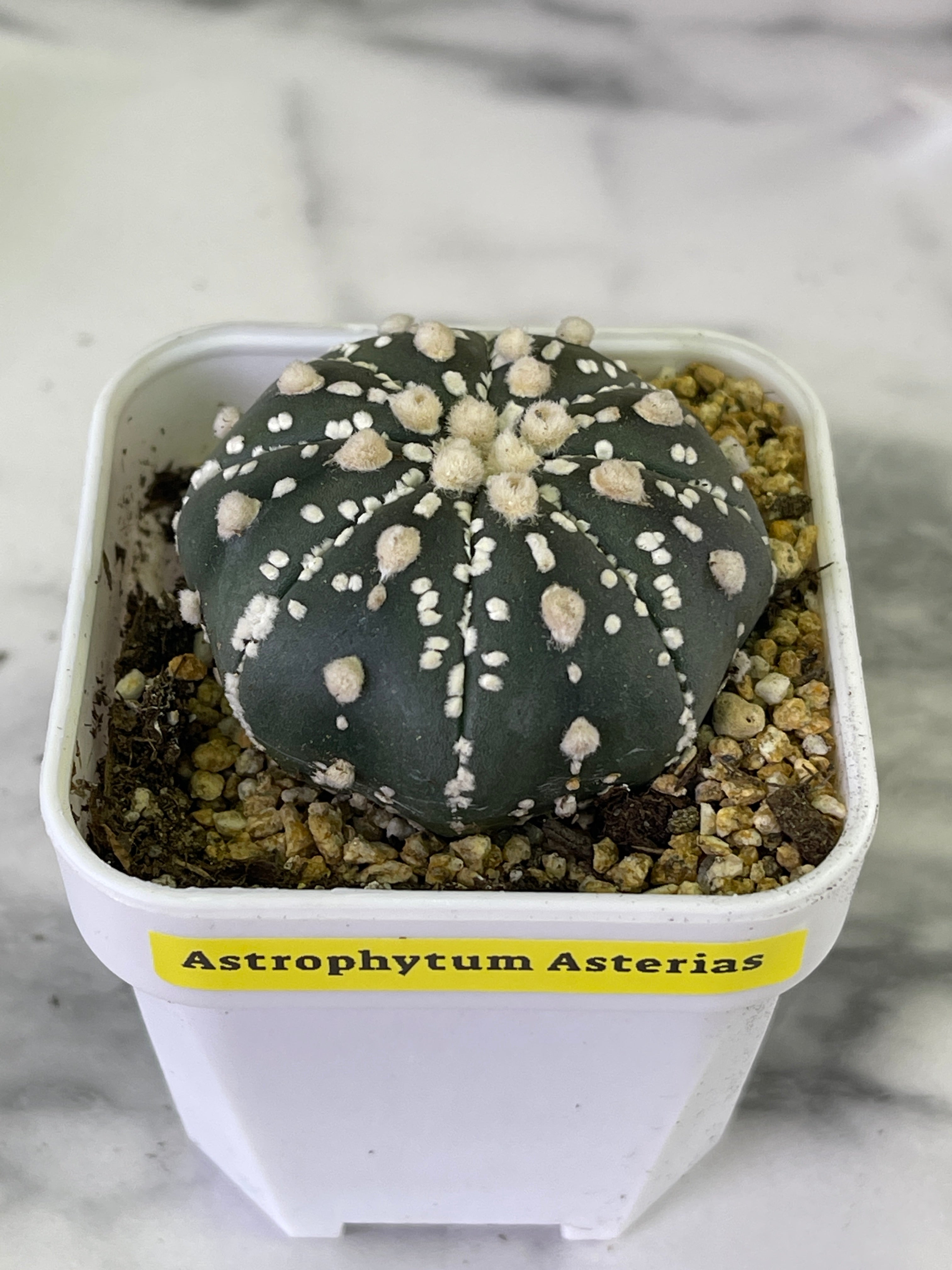 Cactus (In-Stock)