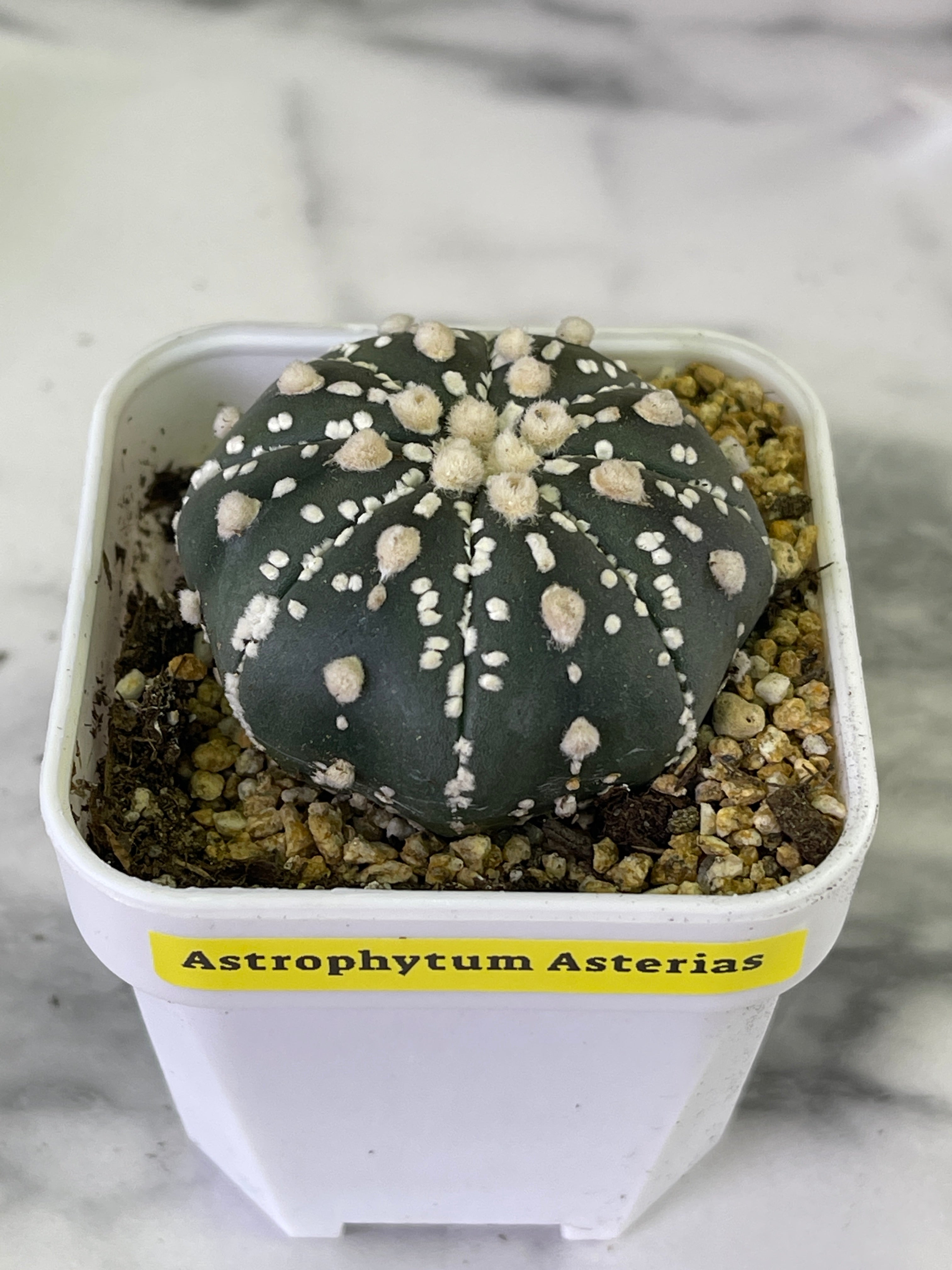 Astrophytm Asterias (5-6cm plant size rooted)