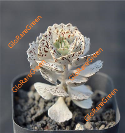 Kalanchoe Rhombopliosa (4cm plant size 1 head)