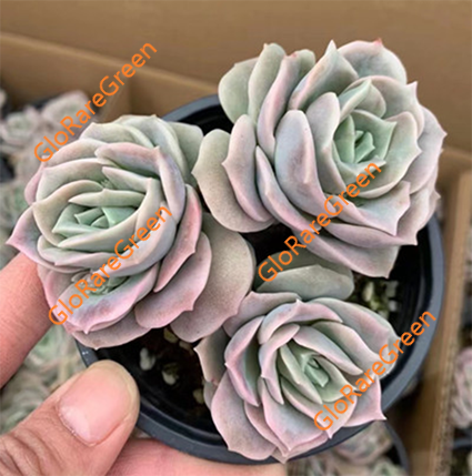Lovely rose (6cm Plant Size 3 heads)